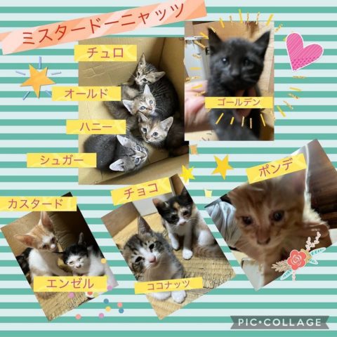子猫の里親募集！  和歌山県有田川町の動物病院「チカワ動物病院」