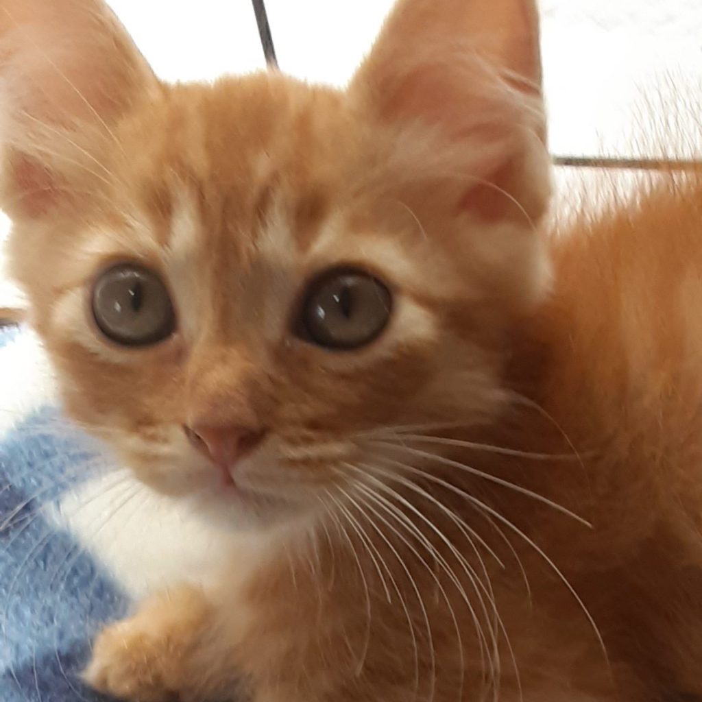 スタッフブログ 和歌山県有田川町の動物病院 チカワ動物病院